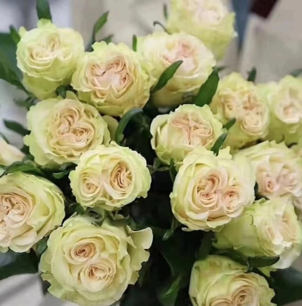 Rare Rose  ’ ダイナミック| 琉璃翠 ‘