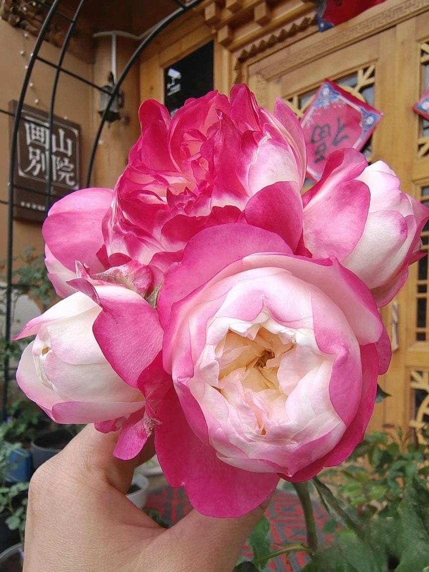 Rose  ‘ Japanese Mon Amou | 和室 ’