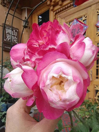 Rose  ‘ Japanese Mon Amou | 和室 ’
