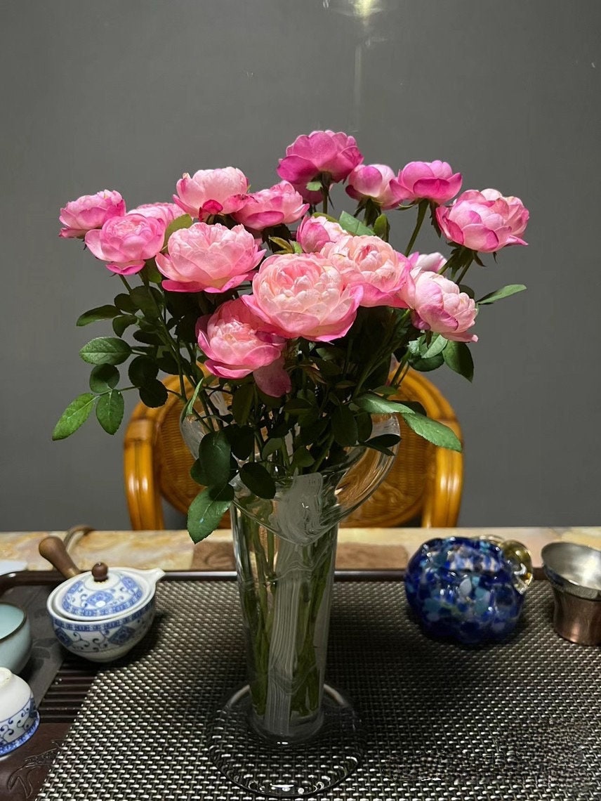 Rose  ‘ Japanese Mon Amou | 和室 ’