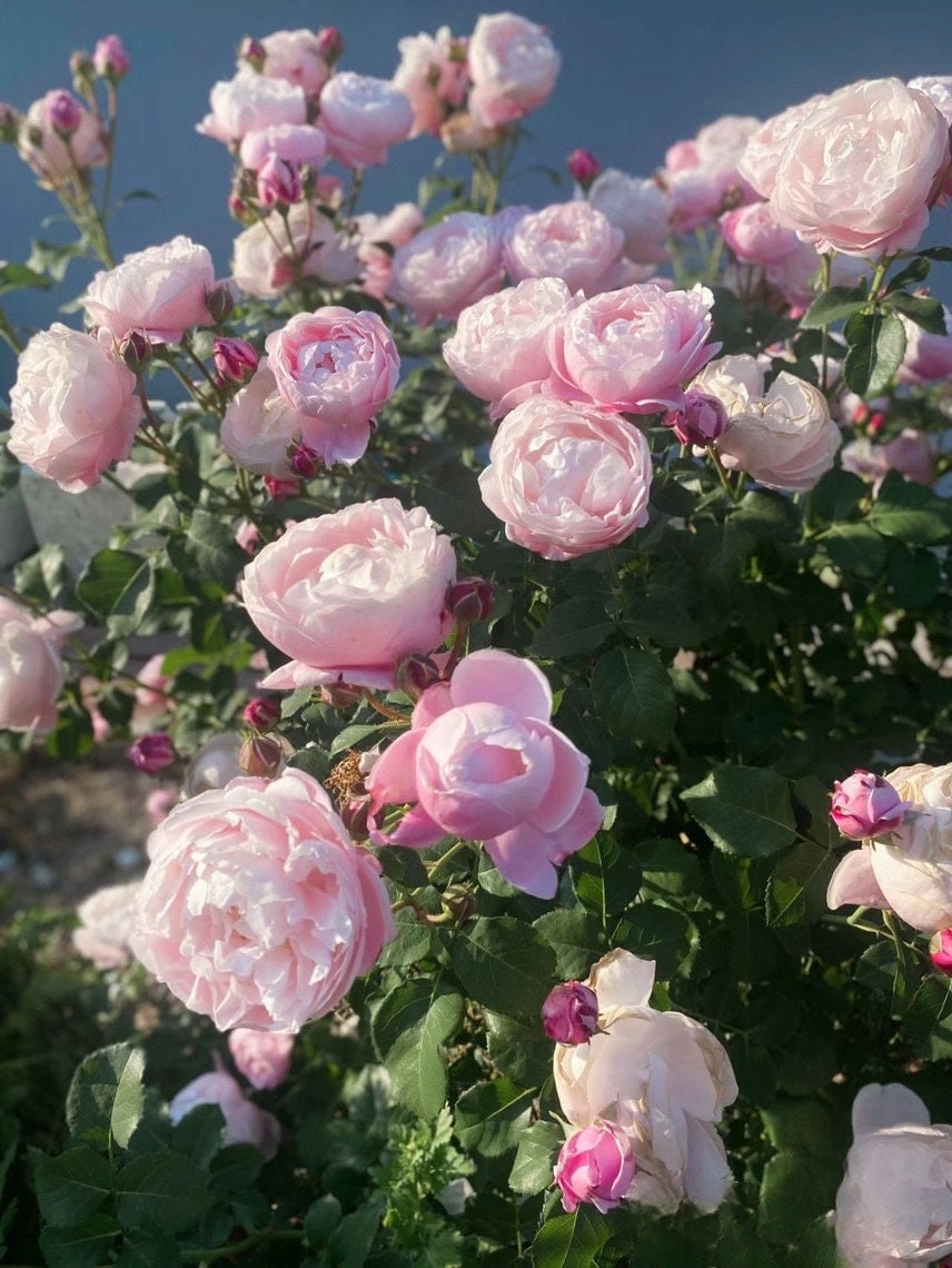 Rare Rose  ‘Plume |プリュム |羽毛 ’  - Award winning