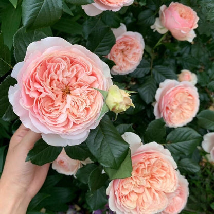 Rose   ’ Masora | マソラ |真宙 ‘