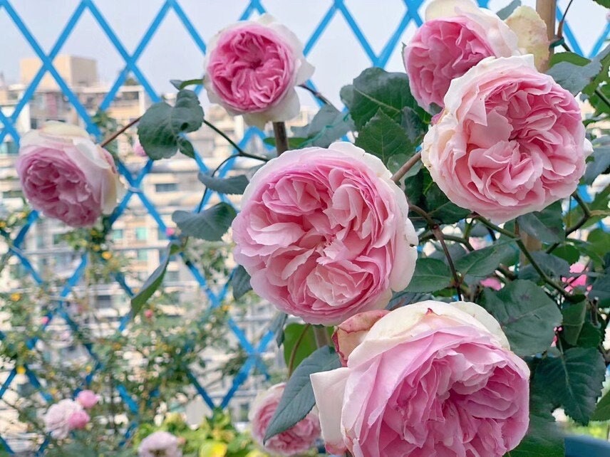 Yves Rose  ‘ L'esprit de fille | レスプリドフィーユ | 乙女心 ’