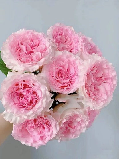 Rose  ' Goddess of the Luo River | 洛神 '