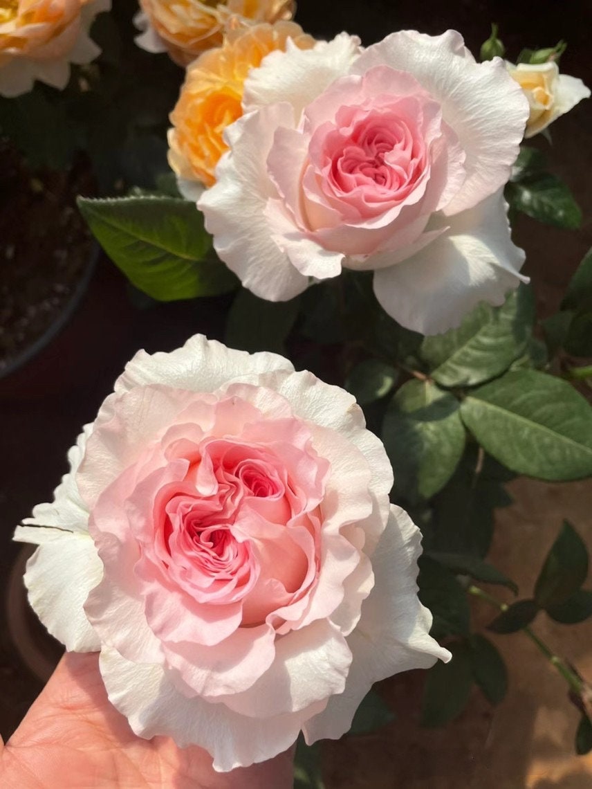 Rose  ' Goddess of the Luo River | 洛神 '