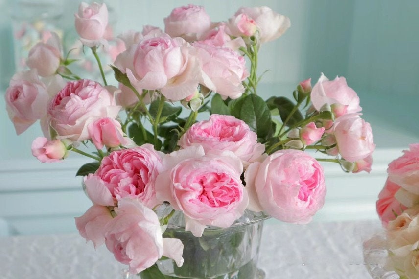 Rose ' Mon Coeur |モンクゥール | 我的心 – Kisaki Plant