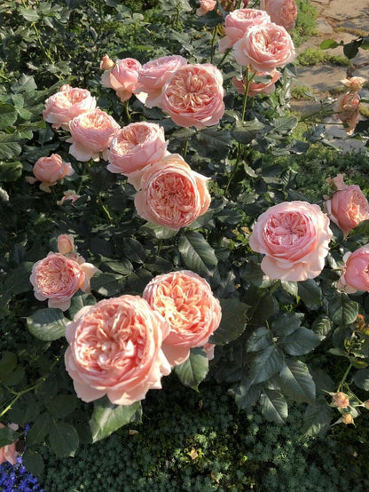 Rose   ’ Masora | マソラ |真宙 ‘