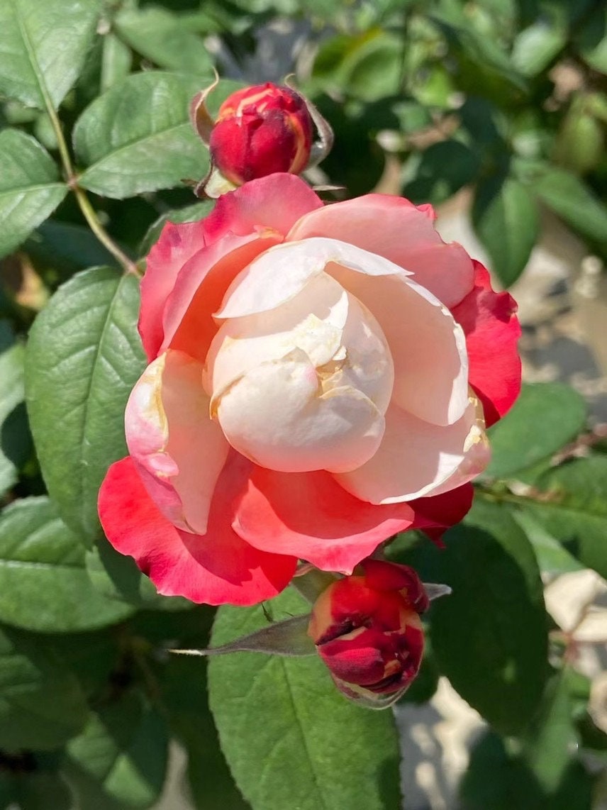 Rare Rosa ‘ Chance Pom |シャンスポム  | 苹果运气 ’