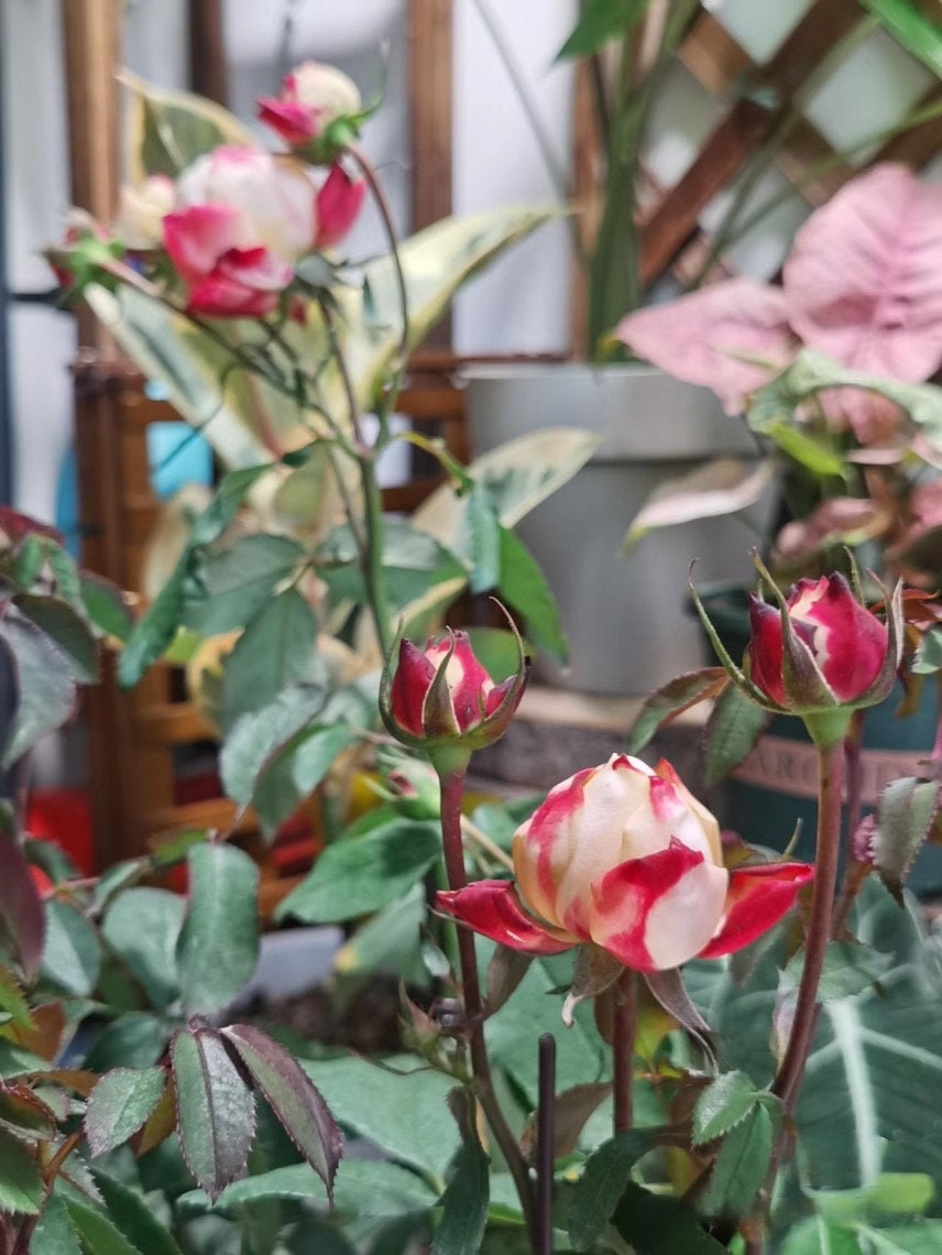 Rare Rosa ‘ Chance Pom |シャンスポム  | 苹果运气 ’