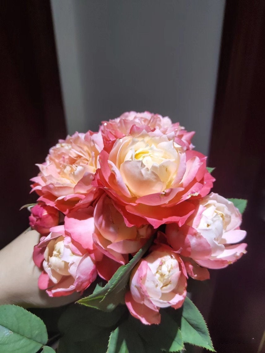 Rare Rosa ‘ Chance Pom |シャンスポム  | 苹果运气 ’