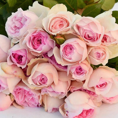 Yves Rose  ‘ L'esprit de fille | レスプリドフィーユ | 乙女心 ’