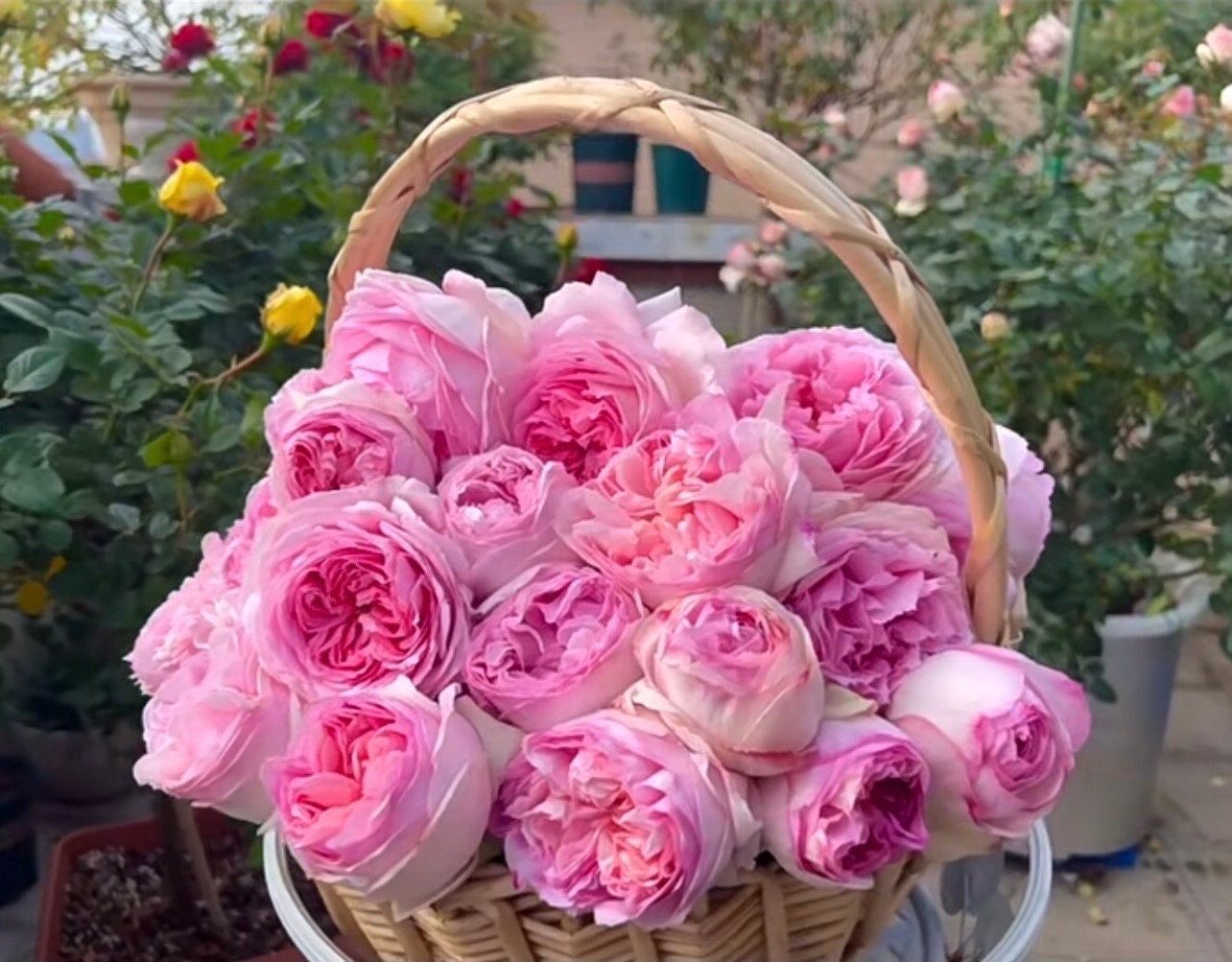 Roses from Japan – Kisaki Plant