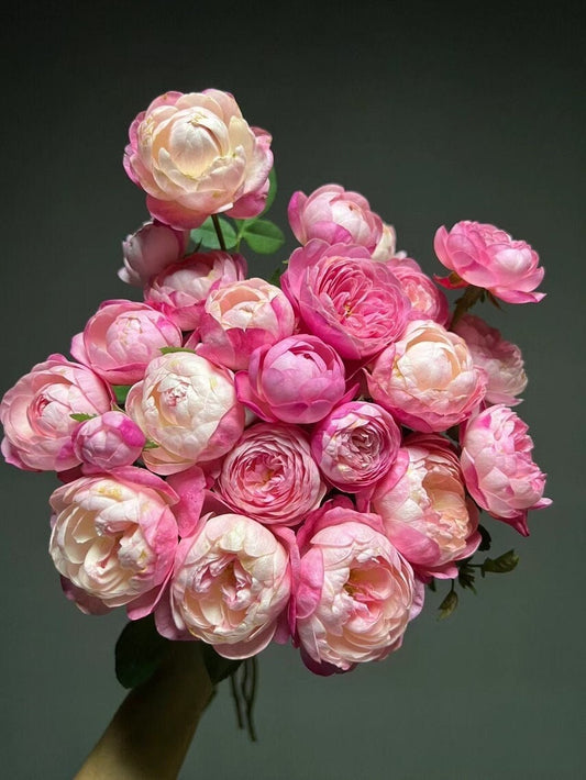 Rose  ‘ Japanese Mon Amou | 和室 ’