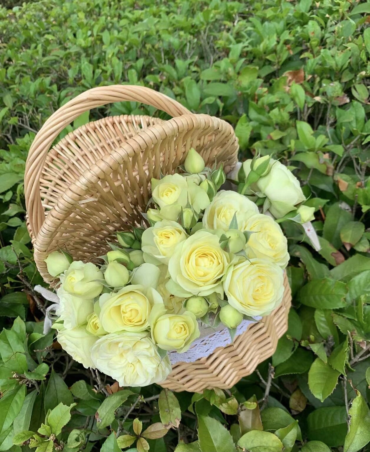 Rose  ' Creamy Eden |  奶油龙沙 '