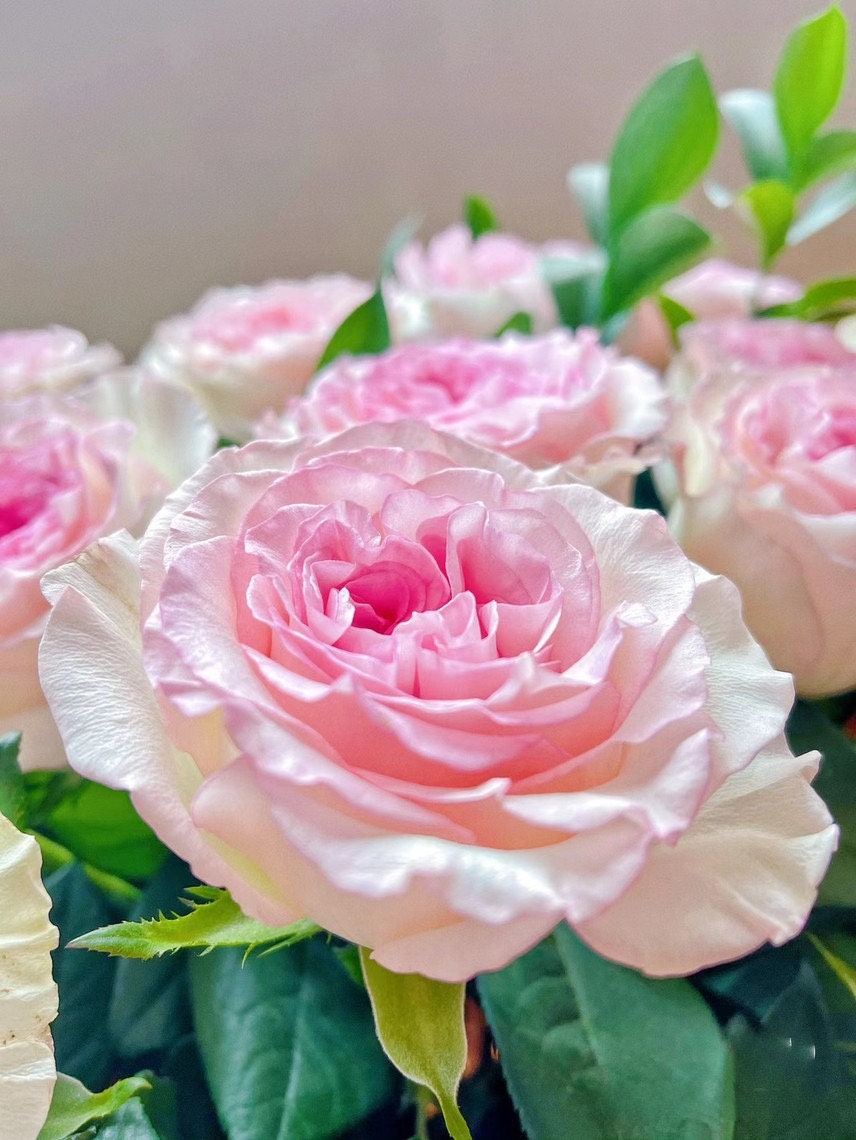 Rose  ' Goddess of the Luo River | 洛神 '