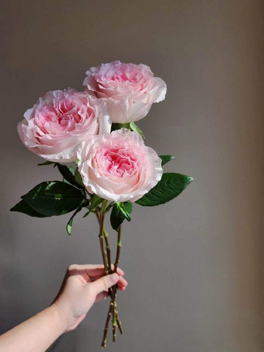 Rose  ' Goddess of the Luo River | 洛神 '