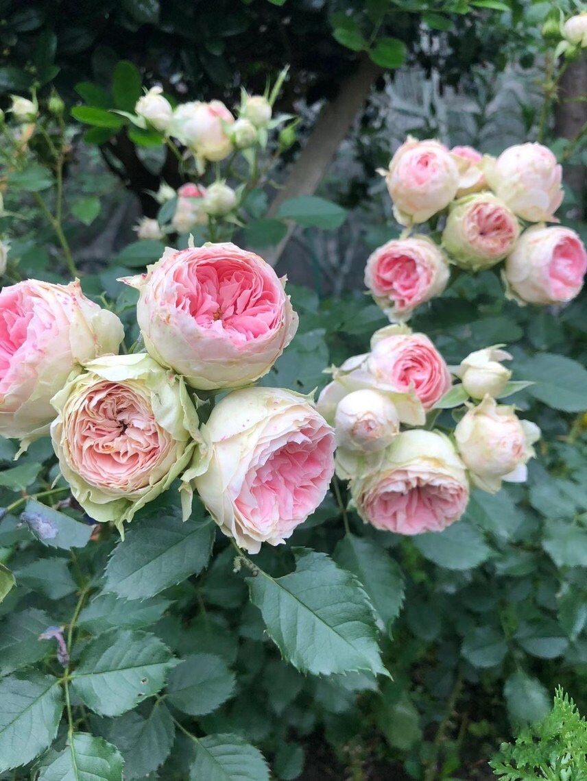 Rose  ‘Pompon Veranda |ポーチフルムーンローズ  | 门廊绒球 ’