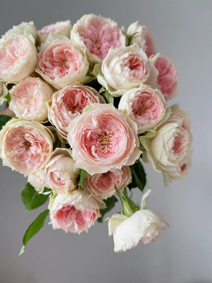 Rose  ‘Pompon Veranda |ポーチフルムーンローズ  | 门廊绒球 ’