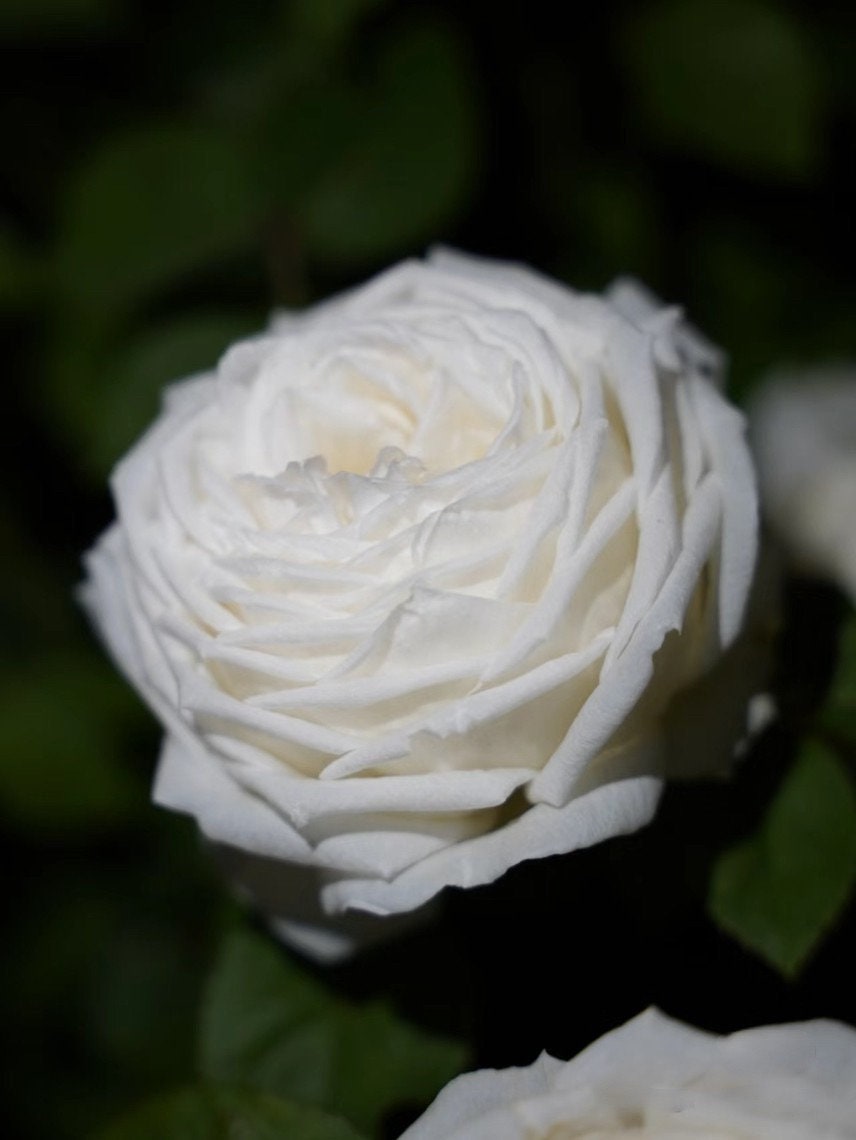 Yves Rose ' Yves Wedding Road | "Cloche de Mariage" | クロッシュドマリアージュ | 婚礼之路  '