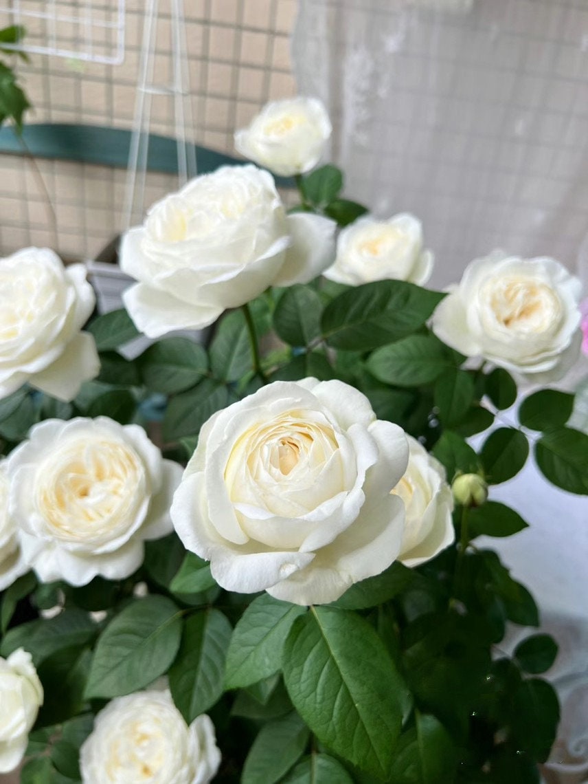 Yves Rose ' Yves Wedding Road | "Cloche de Mariage" | クロッシュドマリアージュ | 婚礼之路  '