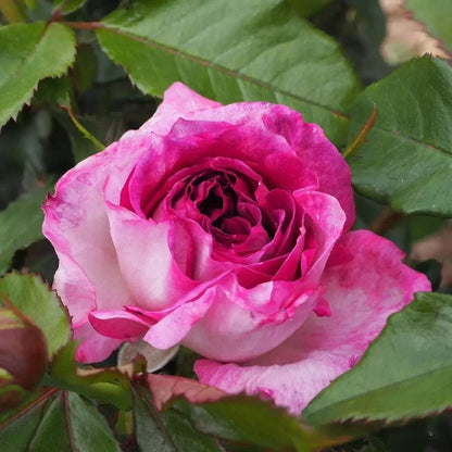 Rosa  ’Thierry Marx | 蓝莓蛋糕 ‘ -  Award-winning