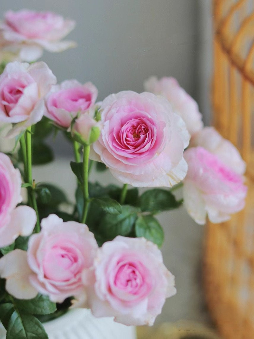 Rose ' Mon Coeur |モンクゥール | 我的心 – Kisaki Plant