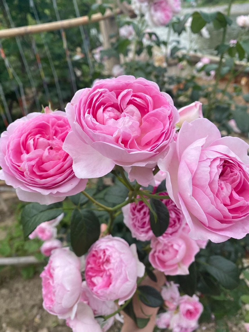 Rose ' Mon Coeur |モンクゥール | 我的心 – Kisaki Plant