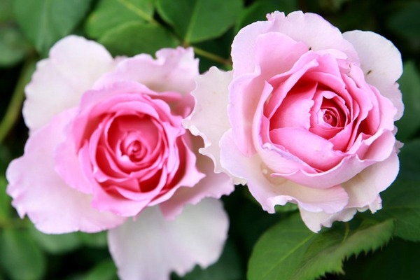 Climbing Rose  ‘Silk Garment | Award-winning | 罗衣 ’