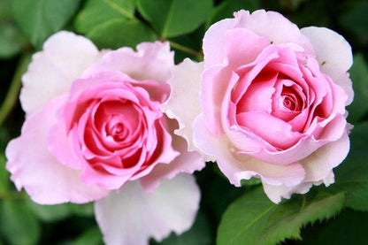 Climbing Rose  ‘Silk Garment | Award-winning | 罗衣 ’