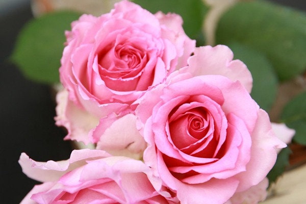 Climbing Rose  ‘Silk Garment | Award-winning | 罗衣 ’