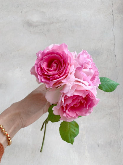 Climbing Rose  ‘Silk Garment | Award-winning | 罗衣 ’