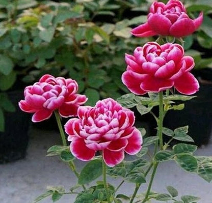 Rare Rose  ‘ Marie Rose｜マリーローズ | 玛丽 ’
