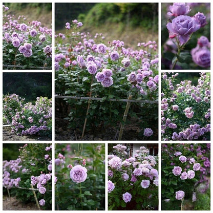 Rosa   ‘ Novalis  | 诺瓦利斯