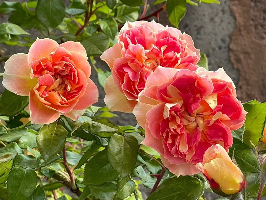 Rose 'Lanterne Citrouille' 南瓜灯笼