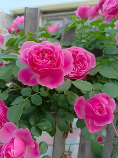 Climbing Rosa 2Gal “ Leonardo da Vinci”|MEIdeauri | 粉色达芬奇