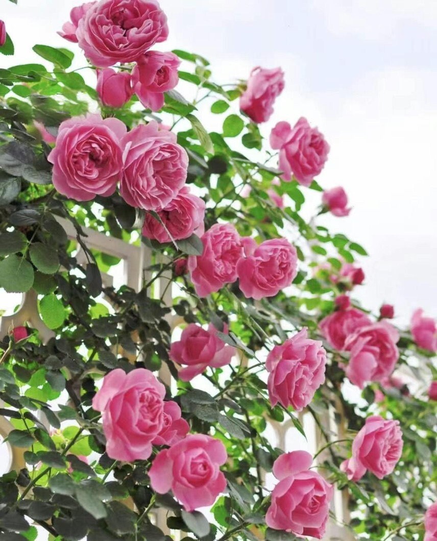 Climbing Rosa 2Gal “ Leonardo da Vinci”|MEIdeauri | 粉色达芬奇