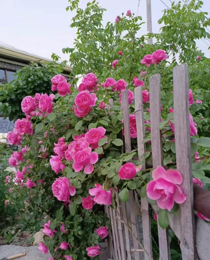 Climbing Rosa 2Gal “ Leonardo da Vinci”|MEIdeauri | 粉色达芬奇