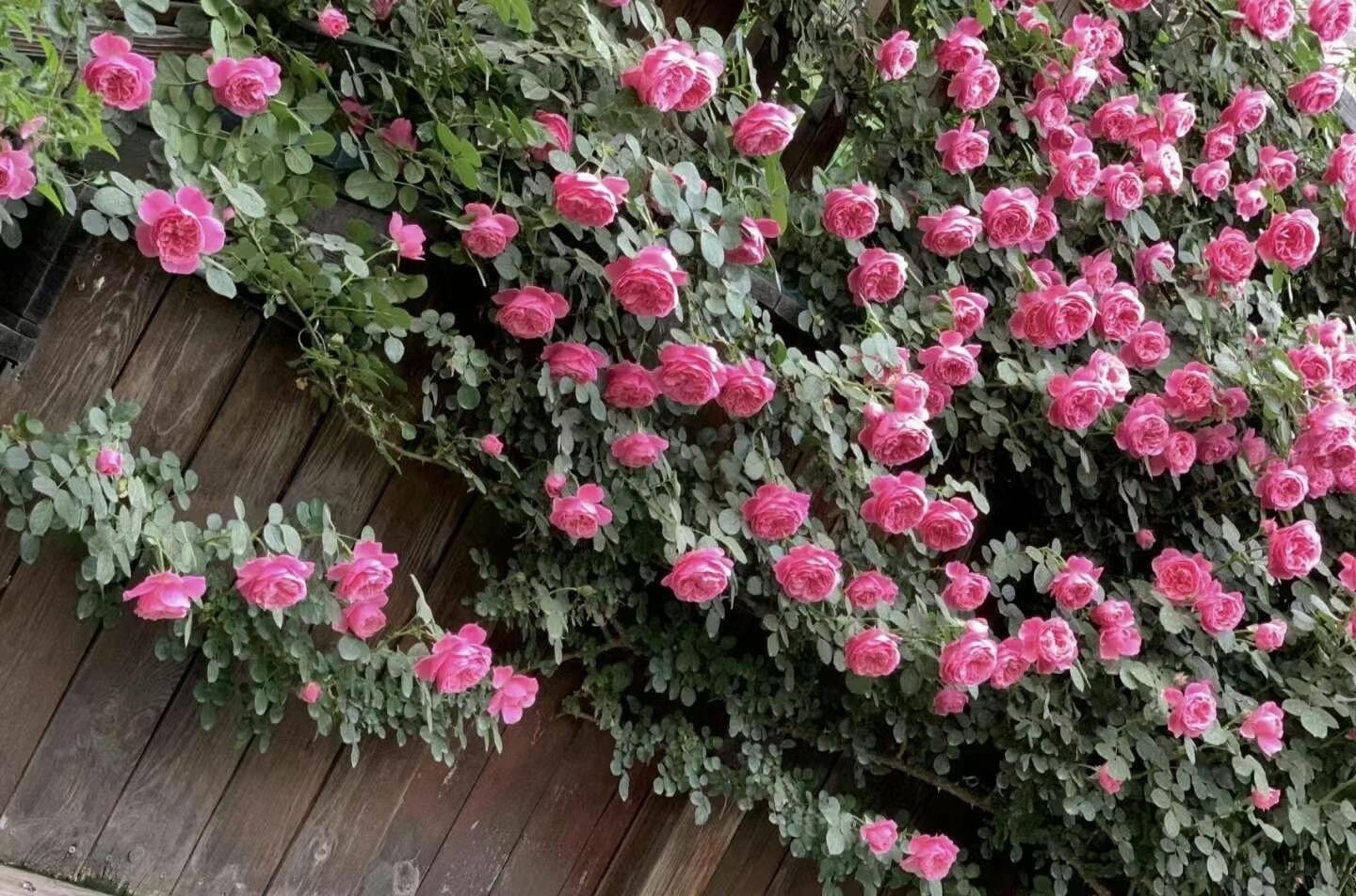 Climbing Rosa 2Gal “ Leonardo da Vinci”|MEIdeauri | 粉色达芬奇