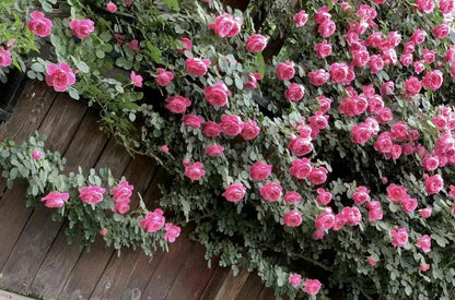 Climbing Rosa 2Gal “ Leonardo da Vinci”|MEIdeauri | 粉色达芬奇