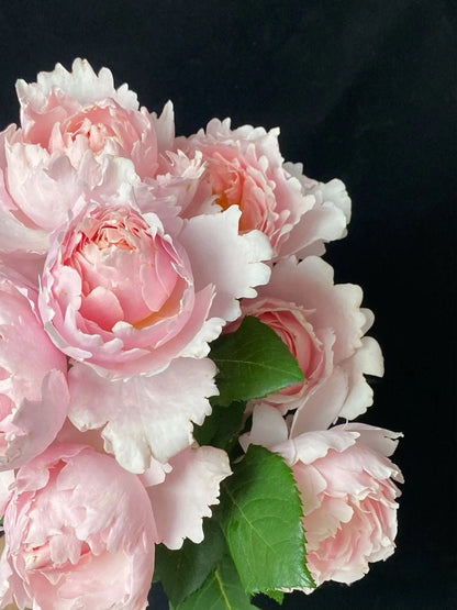 Rosa   ‘ Sophie Rochas  | 索菲罗莎  ’