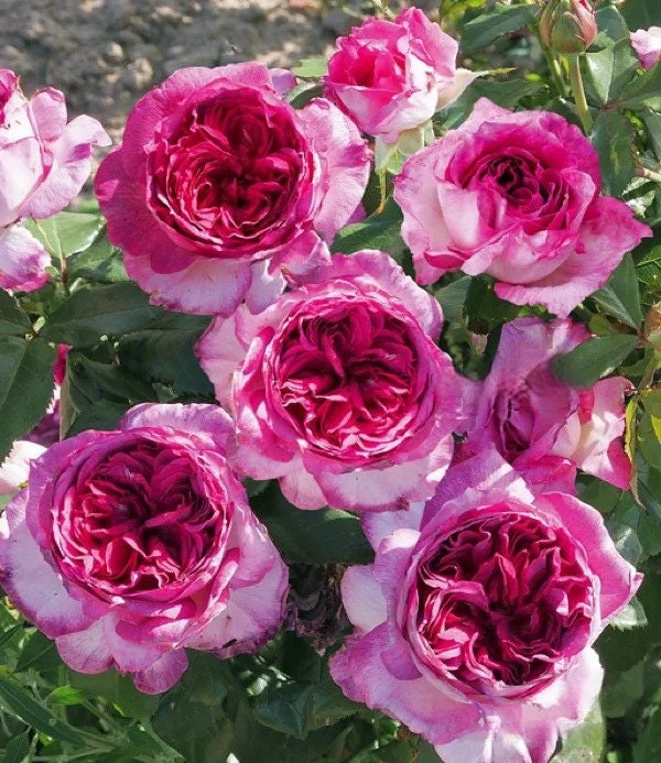 Rosa  ’Thierry Marx | 蓝莓蛋糕 ‘ -  Award-winning