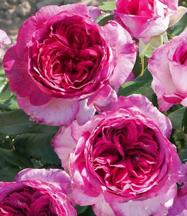 Rosa  ’Thierry Marx | 蓝莓蛋糕 ‘ -  Award-winning