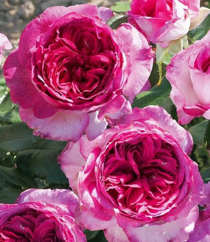 Rosa  ’Thierry Marx | 蓝莓蛋糕 ‘ -  Award-winning