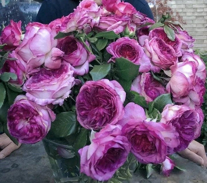 Rosa  ’Thierry Marx | 蓝莓蛋糕 ‘ -  Award-winning