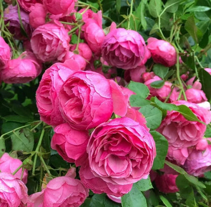 Climbing Rosa ‘ Pomponella | つるバラ | 艾拉绒球 ’