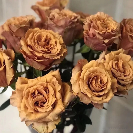 Rare Rosa ‘ Toffee  |太妃糖 ’