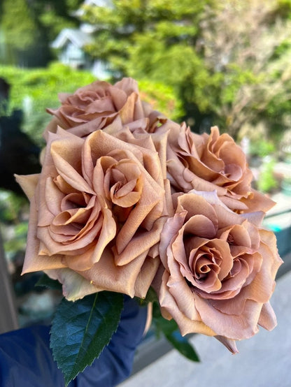 Rare Rosa ‘ Toffee  |太妃糖 ’