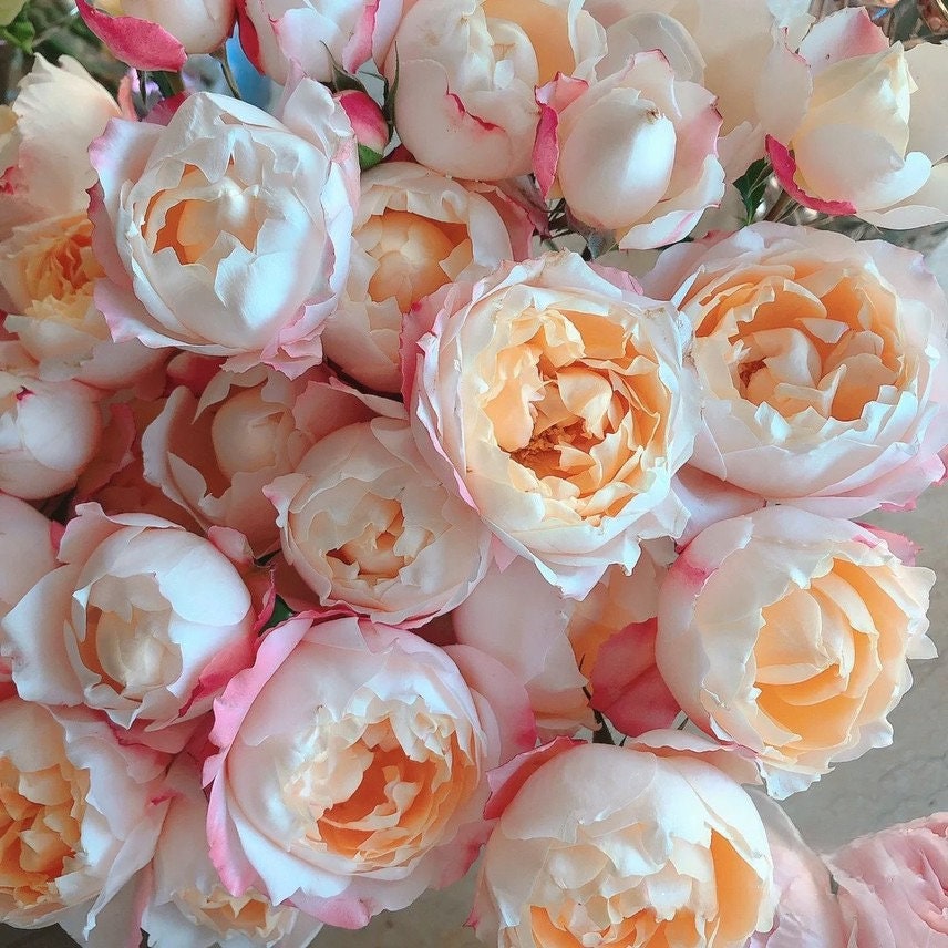 Rose ’ Princess Suki | シャンスポム | 苏琪公主 ‘