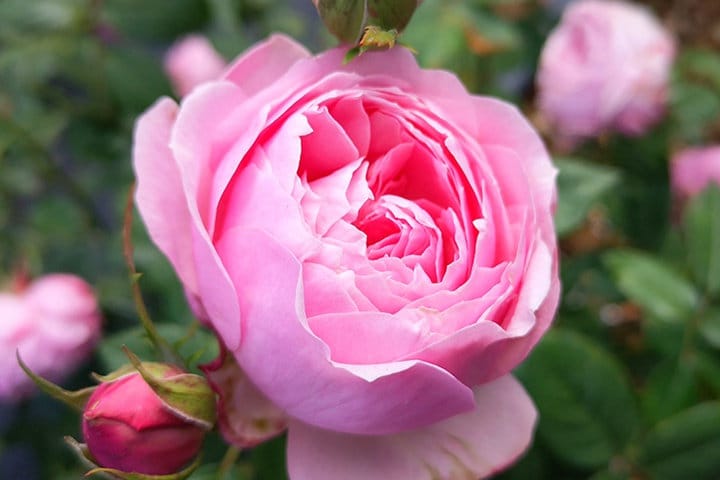 Rare Rosa  ’ Miyako |みやこ | 宫古 | 京 ‘