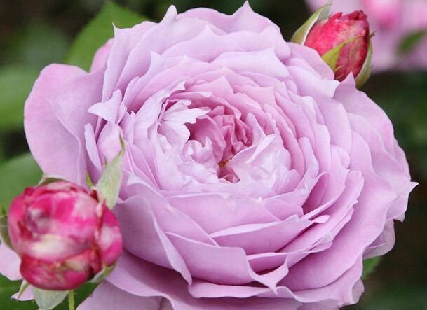 Rosa   ‘ Novalis  | 诺瓦利斯